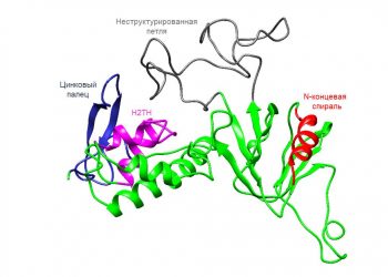 Сибирские ученые расшифровали структуру человеческого белка репарации