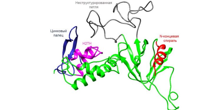 Сибирские ученые расшифровали структуру человеческого белка репарации