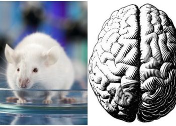 У мышей обнаружено уменьшение мозга