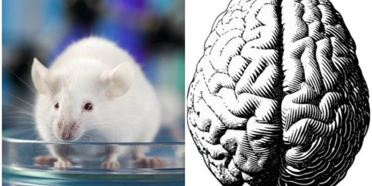 У мышей обнаружено уменьшение мозга