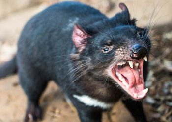 Падальщики тасманийские дьяволы разборчивы в еде