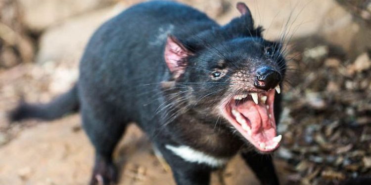 Падальщики тасманийские дьяволы разборчивы в еде